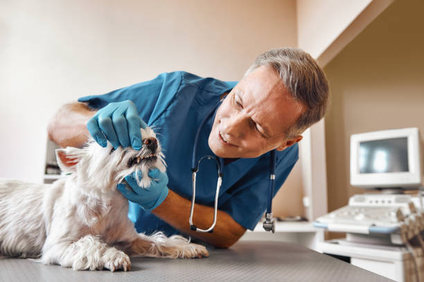 Best Emergency Dental Surgery in Stryker, OH